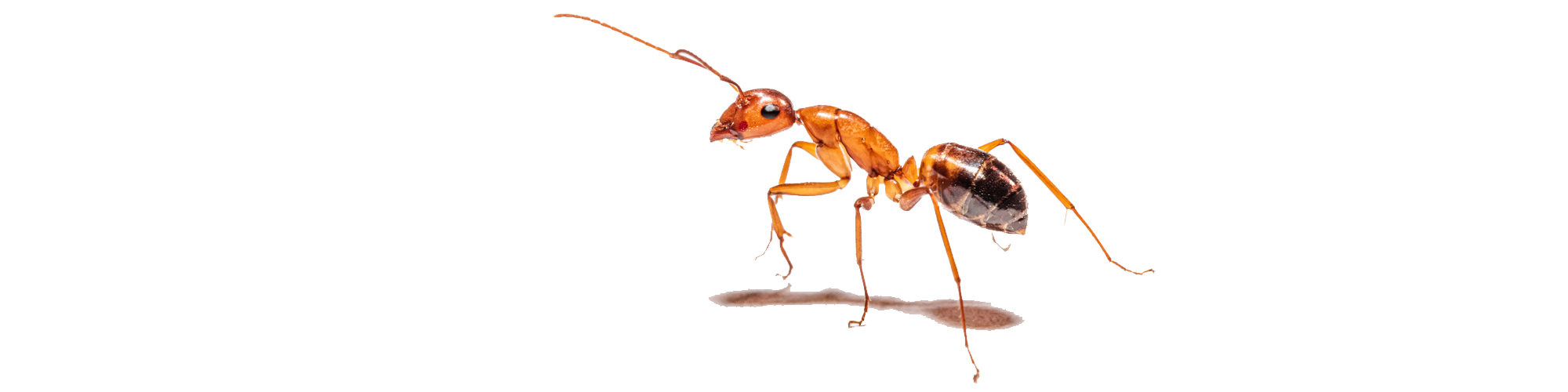 Der Ameisendurchschlupf