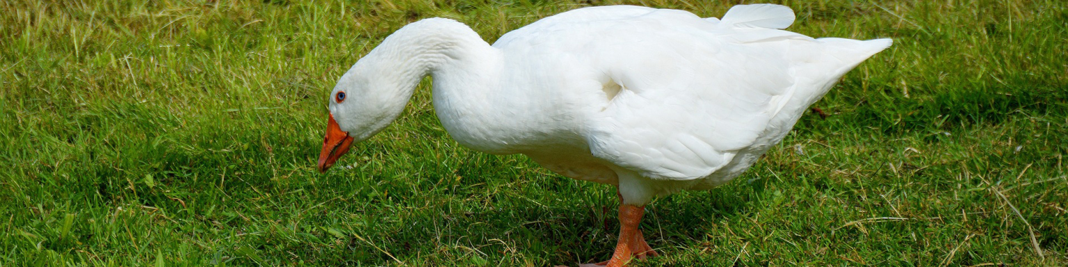 Die goldene Gans – Hirnwindungen